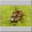 Eristalis arbustorum - Kleine Keilfleckschwebfliege 01c.jpg